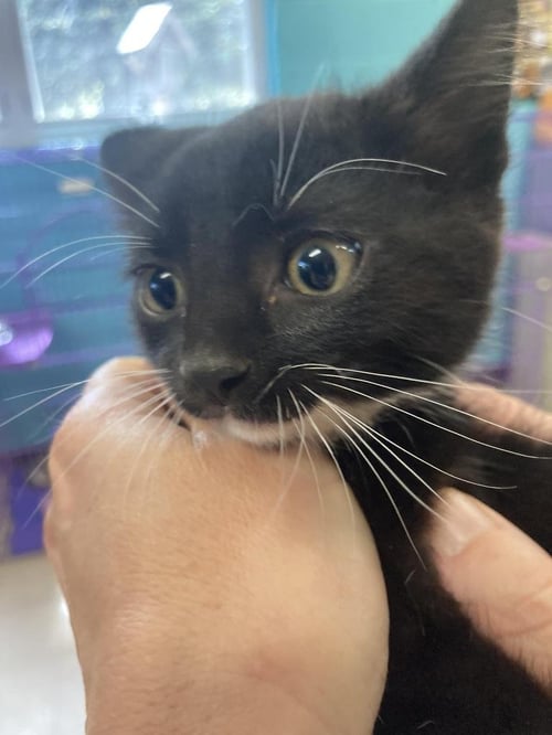 IMOGEN - American Shorthair available for adoption