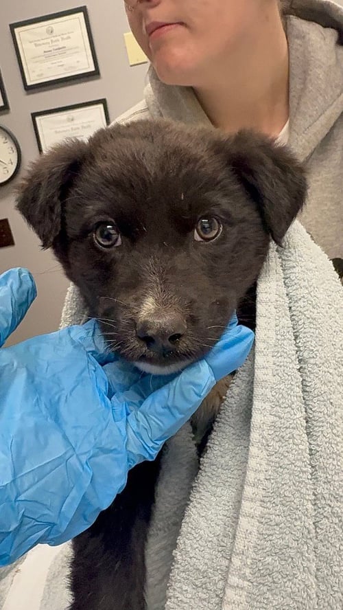 POOH - Australian Shepherd / Husky available for adoption