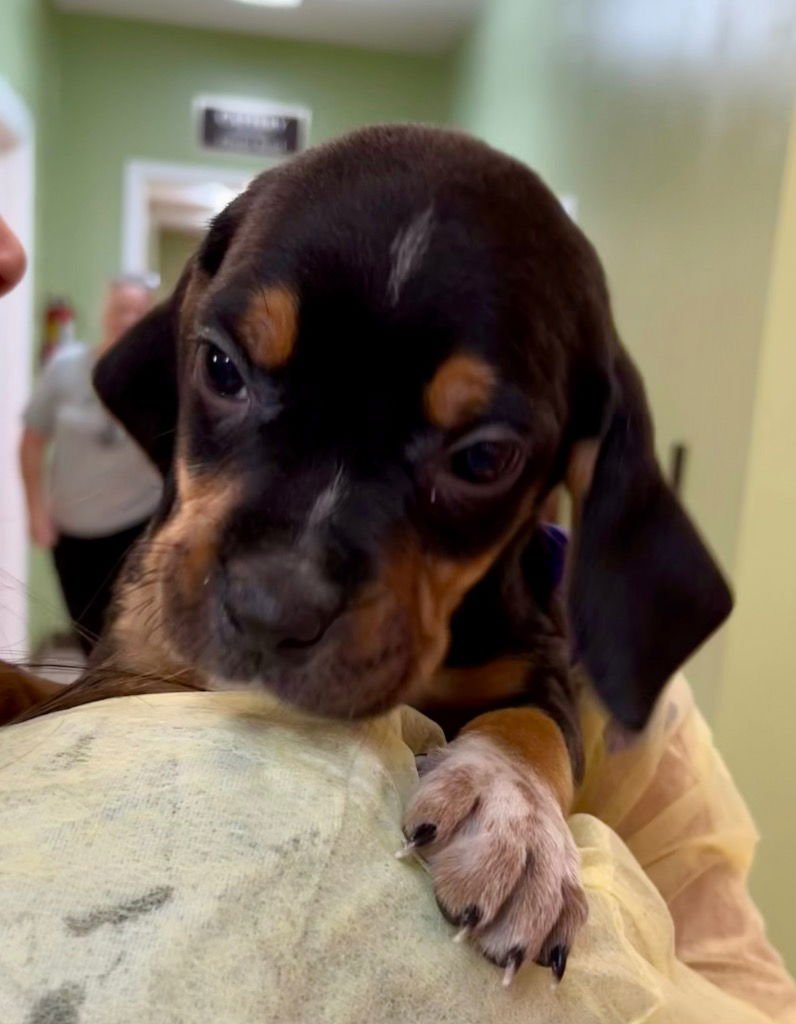 CARL GALLAGHER - Hound / Labrador Retriever available for adoption