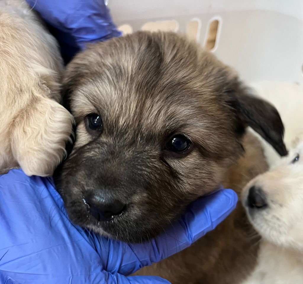 DUCK - Great Pyrenees / Terrier available for adoption