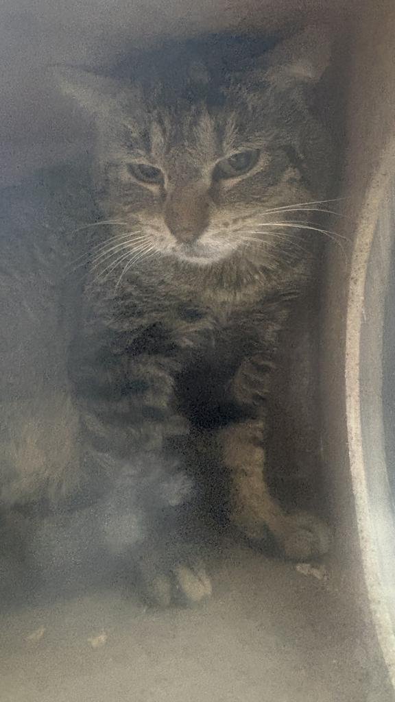 RAMBO - Domestic Short Hair available for adoption