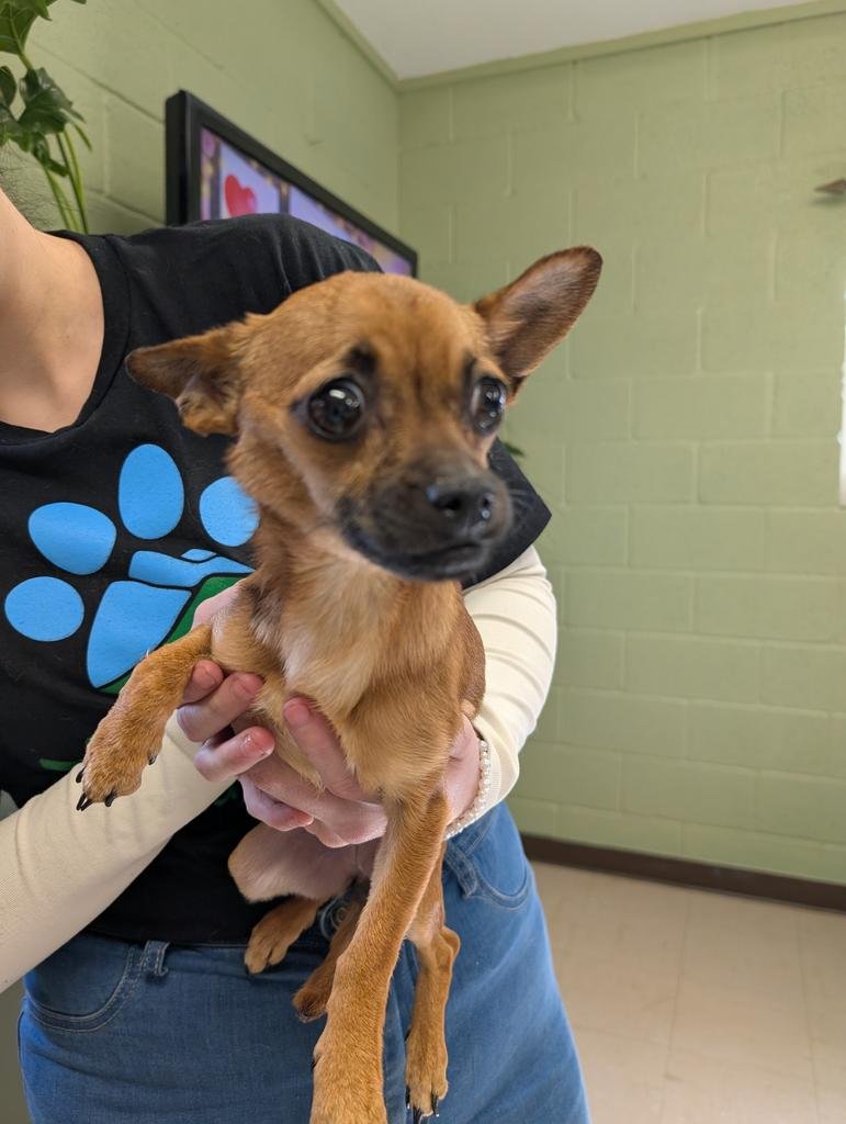 EVEE - Chihuahua available for adoption