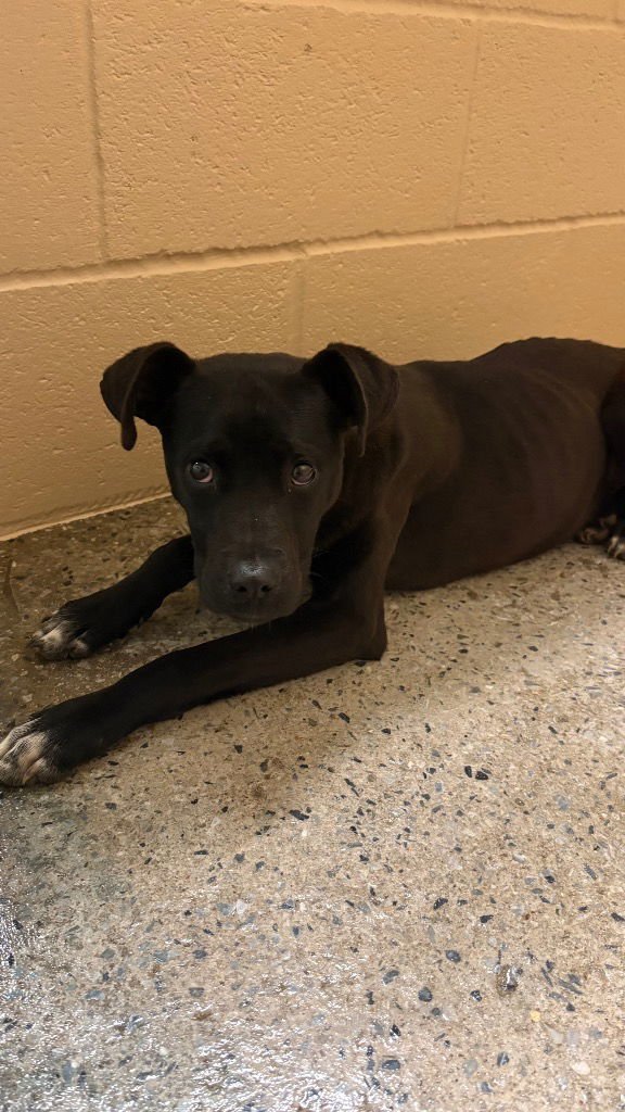 KEHLANI - Labrador Retriever / Terrier available for adoption