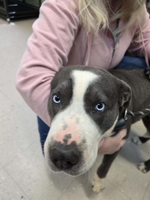 DAISY - Husky / American Staffordshire Terrier available for adoption