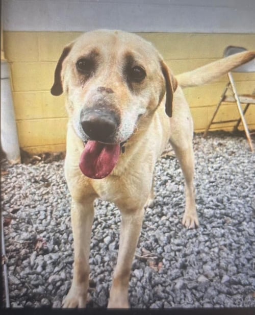 COOPER - Labrador Retriever available for adoption