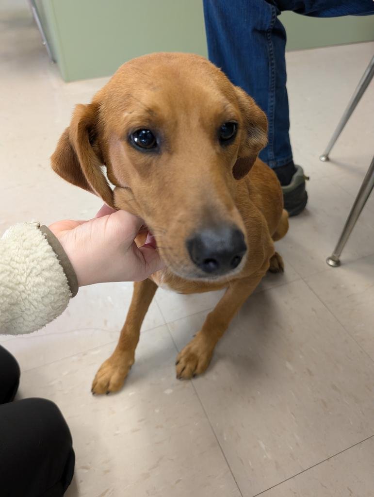 ROSCOE - Redbone Coonhound available for adoption