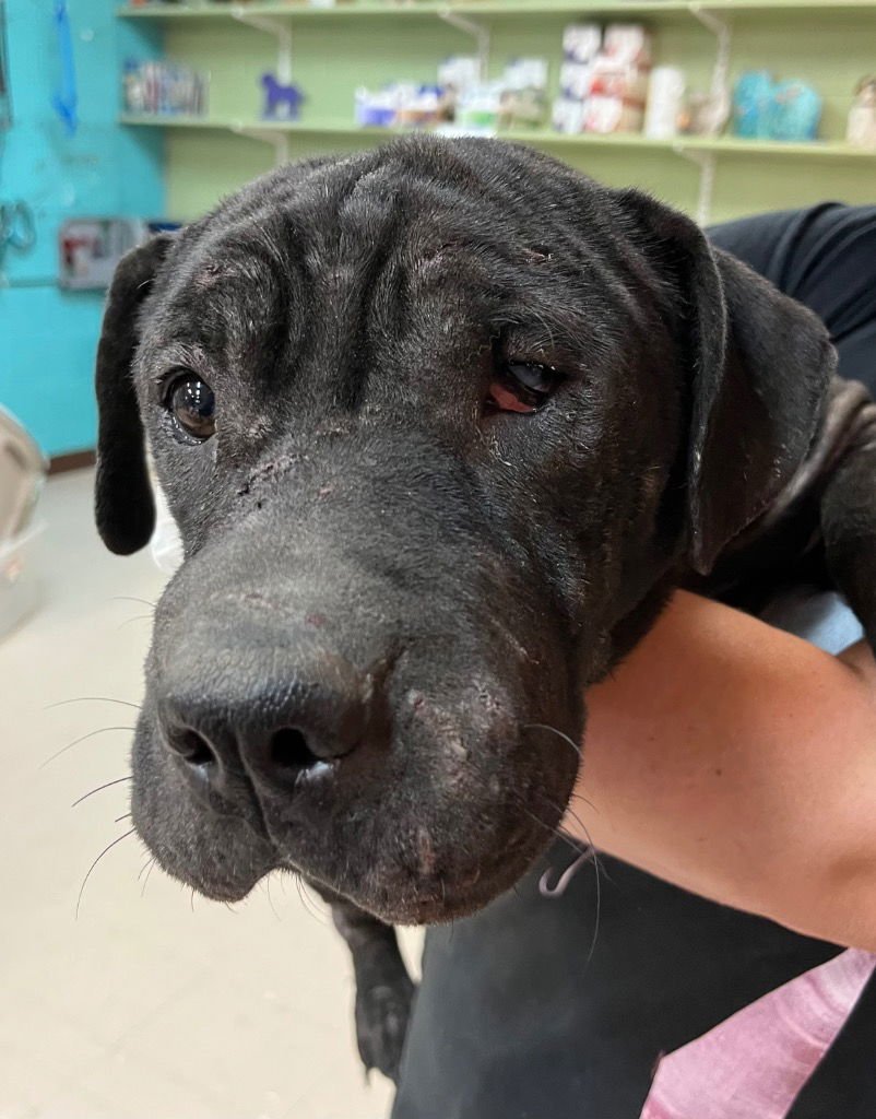 BEAMER - Black Labrador Retriever / Shar Pei available for adoption