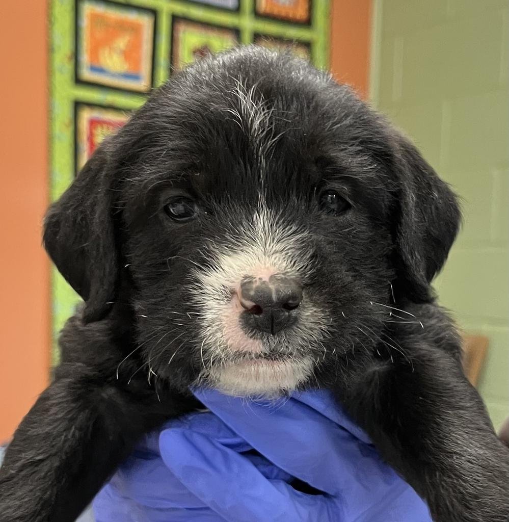 GRATTONI - Terrier / Catahoula Leopard Dog available for adoption