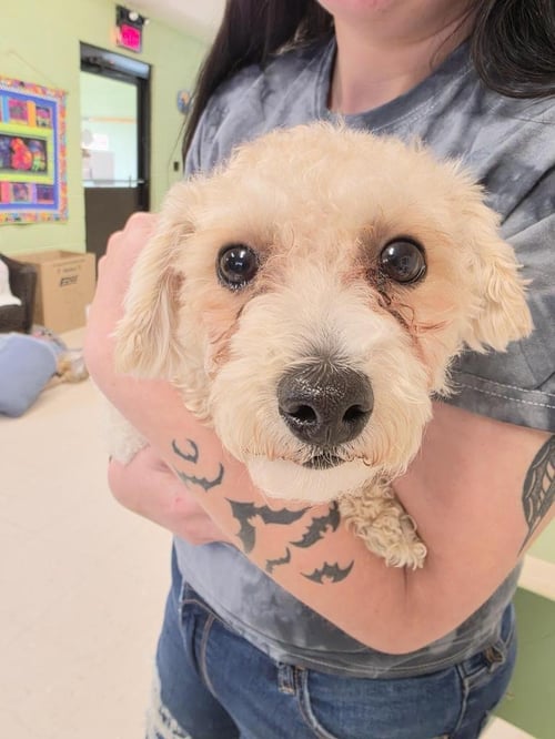 PRISSY - Maltese / Poodle (unknown type) available for adoption