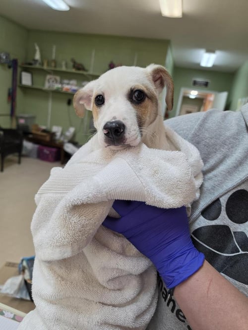 TEXIE - Australian Shepherd available for adoption