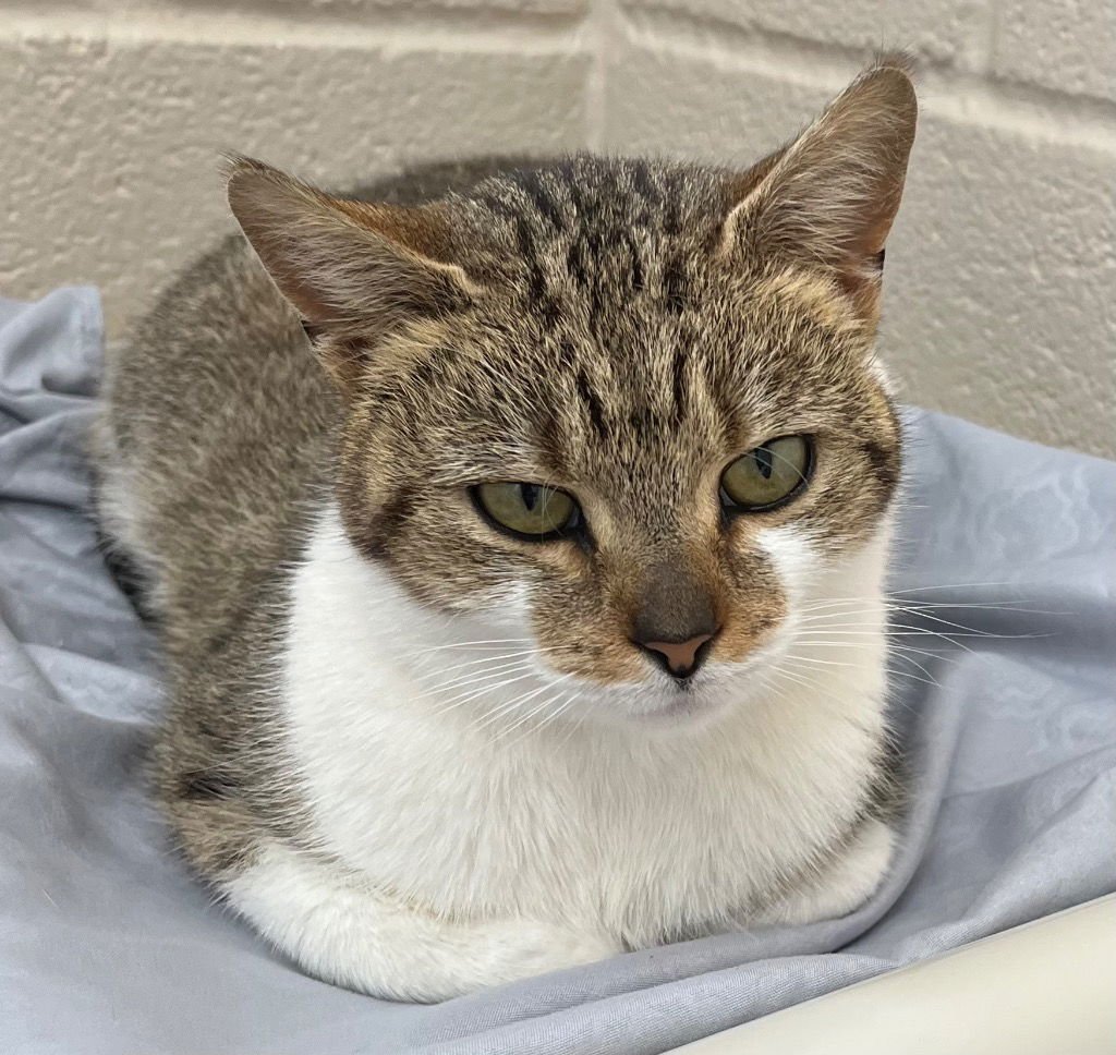 CLOVER - Domestic Short Hair available for adoption