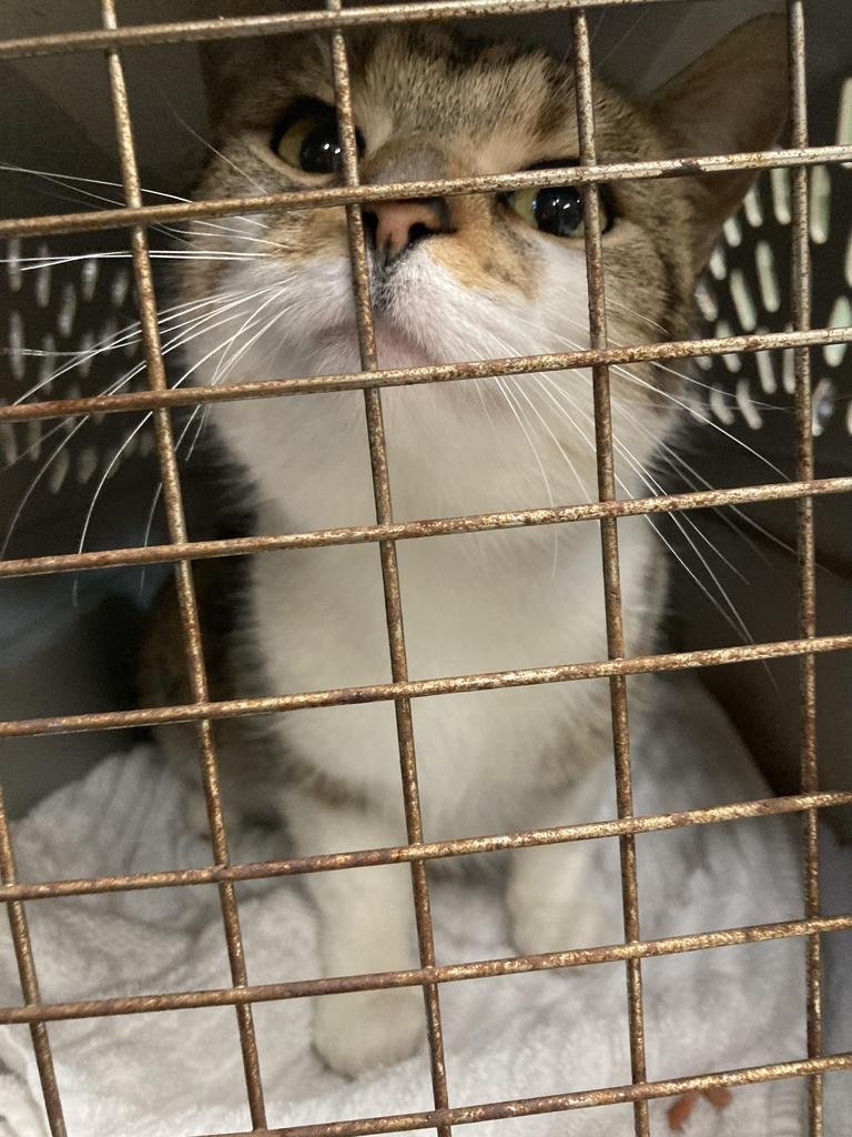 CLOVER - Domestic Short Hair available for adoption