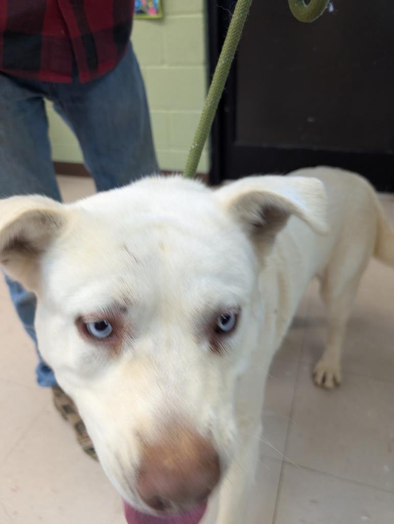 MAKO - Husky / American Staffordshire Terrier available for adoption