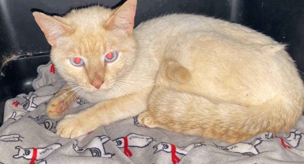 LAWS - Domestic Short Hair available for adoption