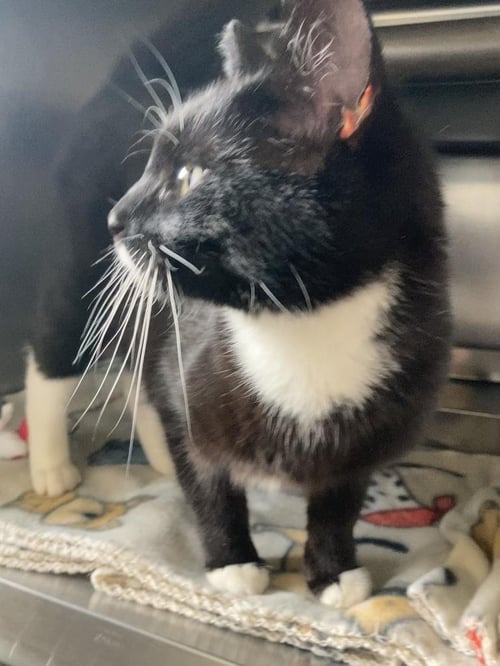 SYLVESTER - Domestic Short Hair available for adoption