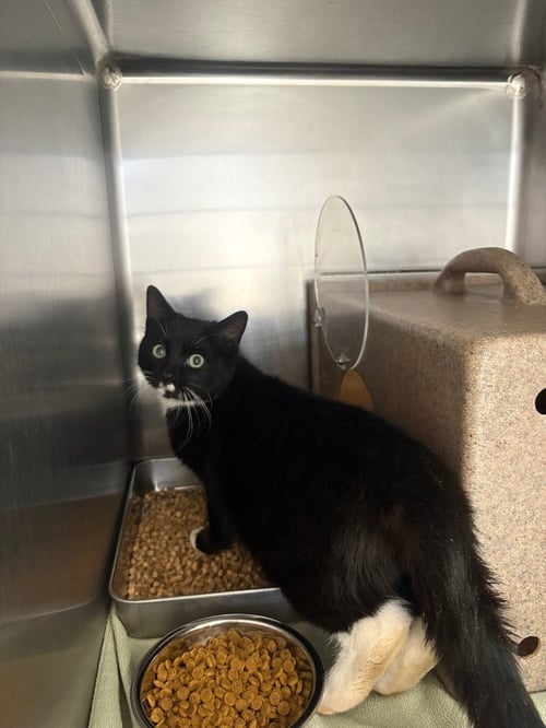 SYLVESTER - Domestic Short Hair available for adoption