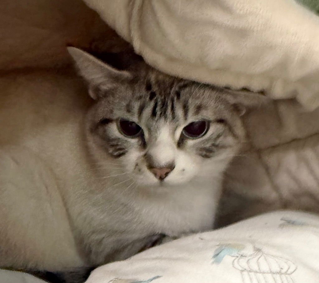 KATNISS EVERCLEAN - Domestic Short Hair available for adoption