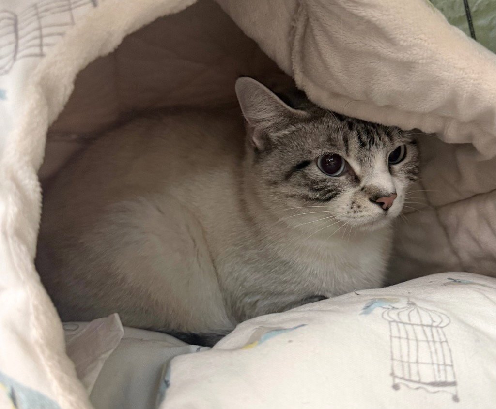 KATNISS EVERCLEAN - Domestic Short Hair available for adoption