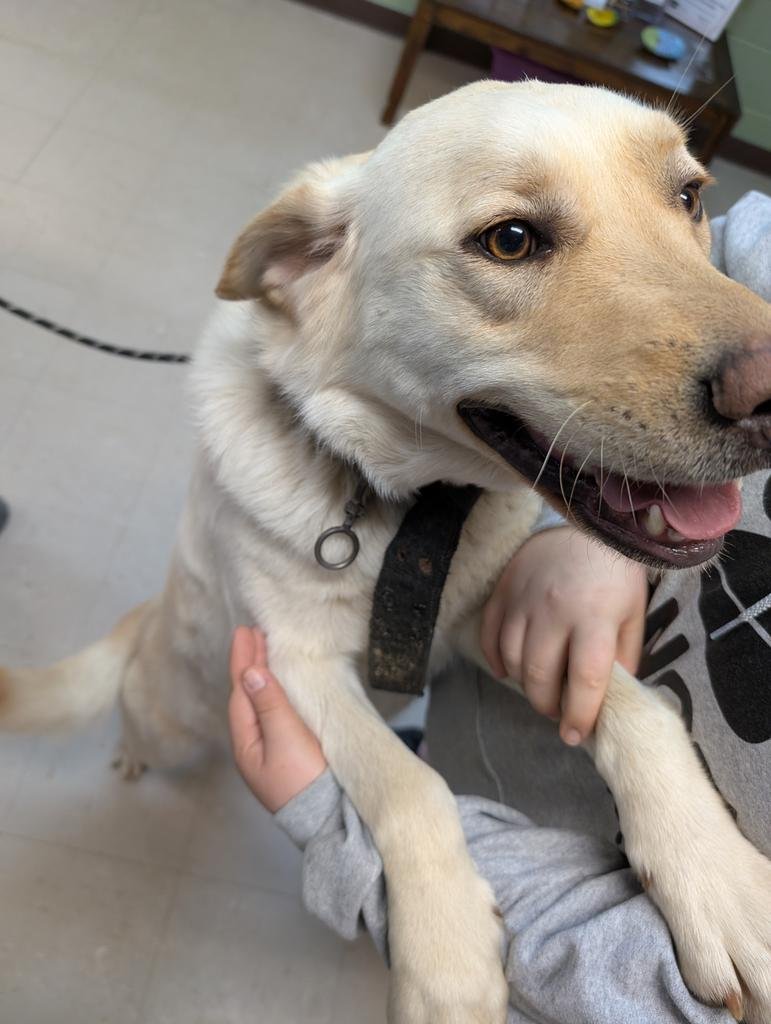 VELMA - Labrador Retriever available for adoption