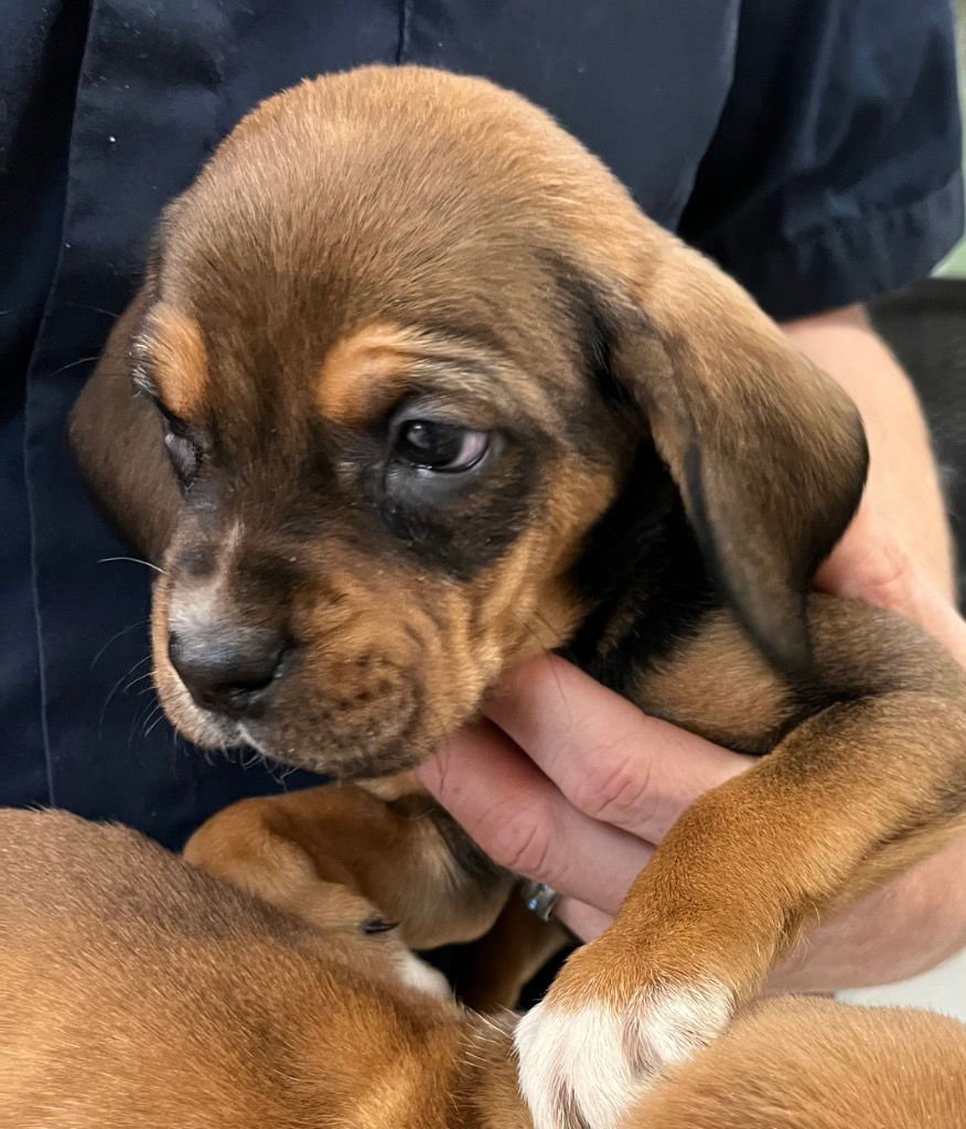 KEV GALLAGHER - Hound / Labrador Retriever available for adoption