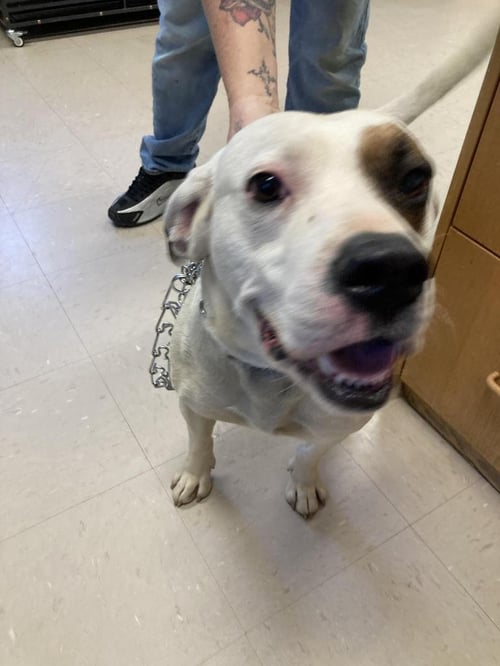 PATCH - American Bulldog / Terrier available for adoption
