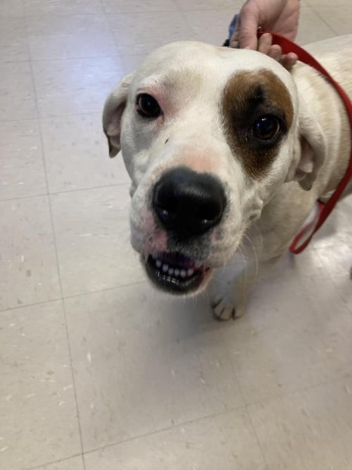 PATCH - American Bulldog / Terrier available for adoption