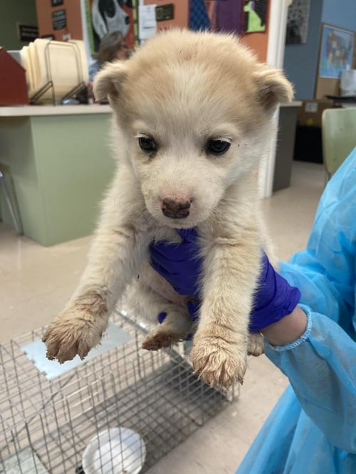 MAYHEW - Husky available for adoption