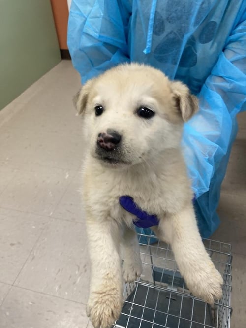 BACALL - Husky available for adoption