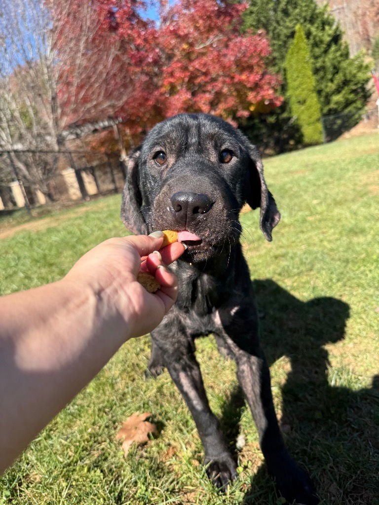 BEBE - Black Labrador Retriever / Shar Pei available for adoption