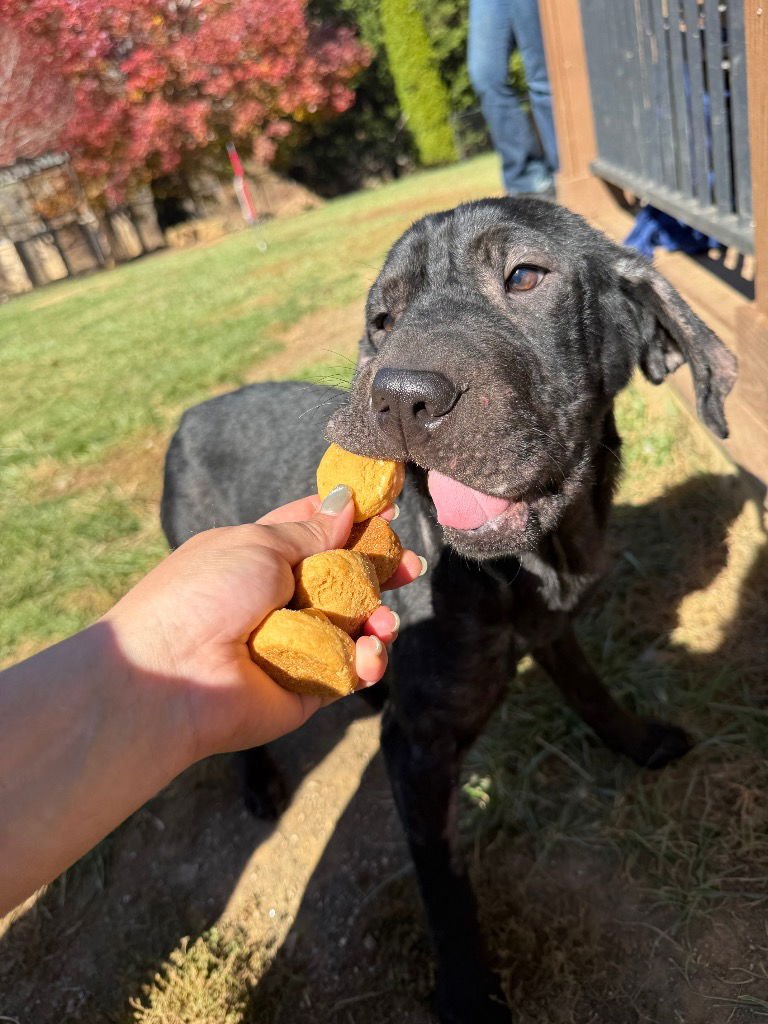 BEBE - Black Labrador Retriever / Shar Pei available for adoption