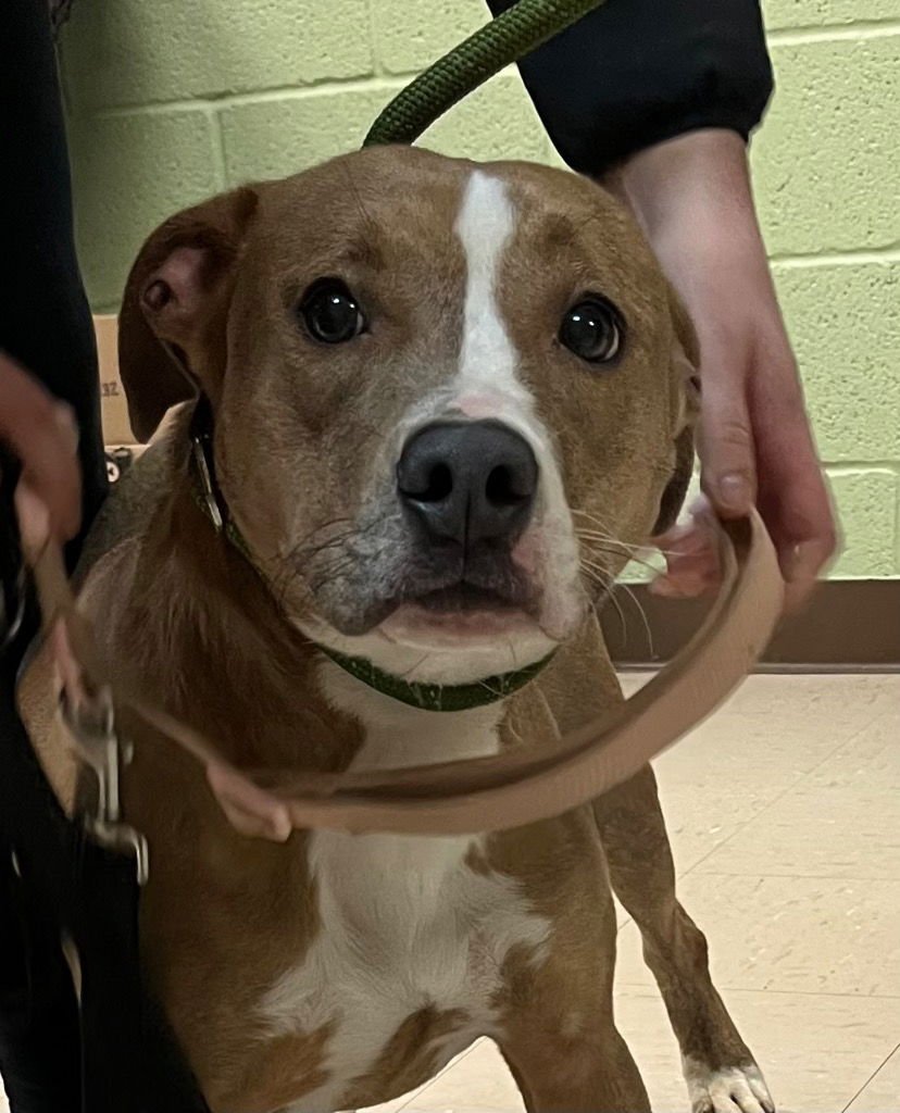 SADIE - American Staffordshire Terrier / Terrier available for adoption