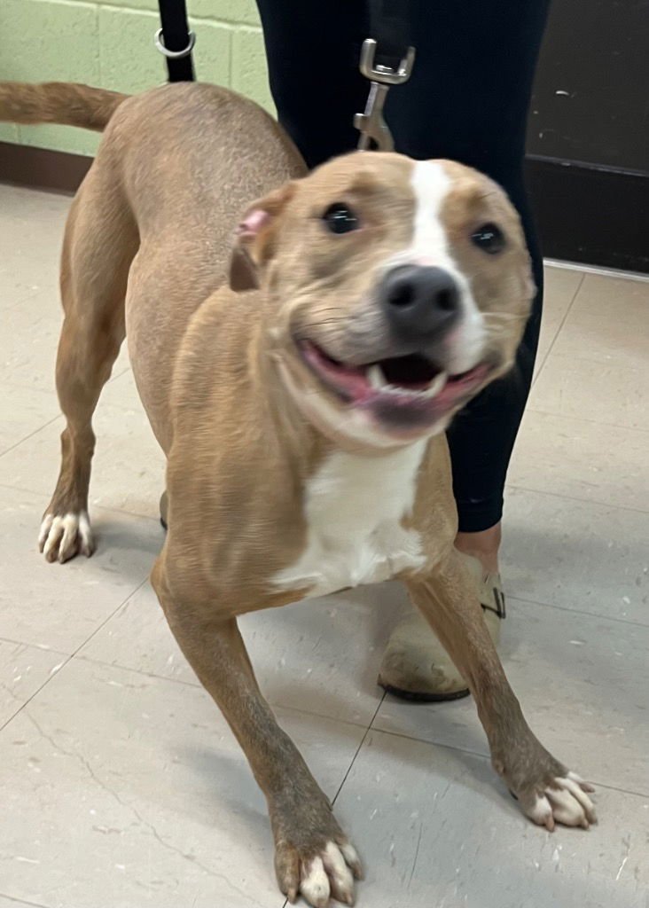 SADIE - American Staffordshire Terrier / Terrier available for adoption