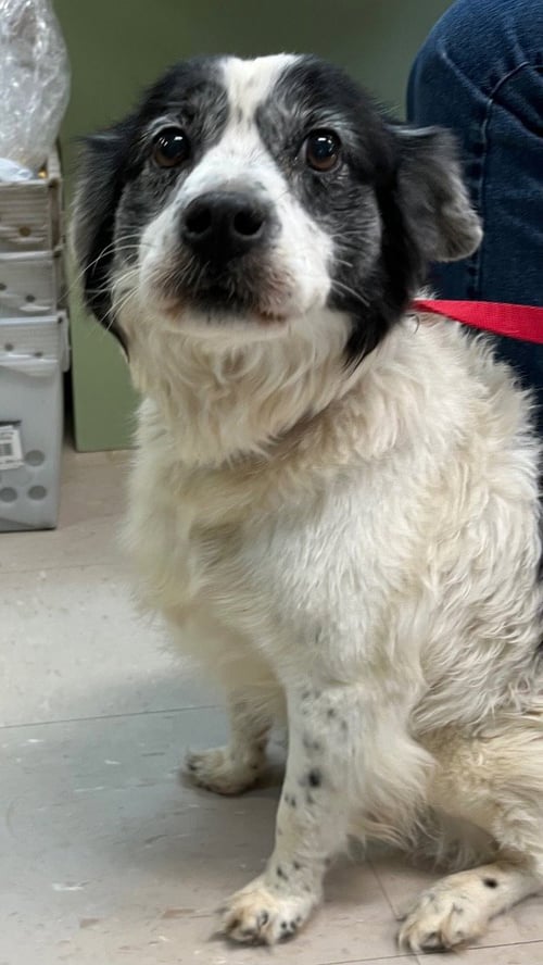 ALLI - Border Collie / Terrier available for adoption
