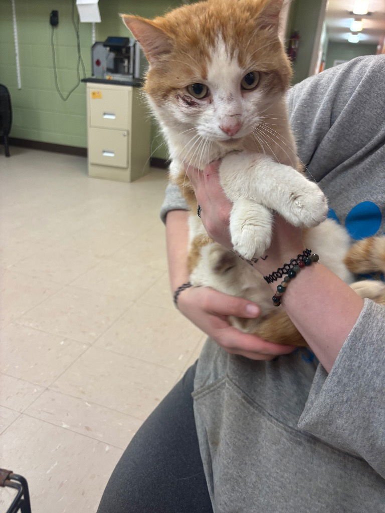 KOI - Domestic Short Hair available for adoption