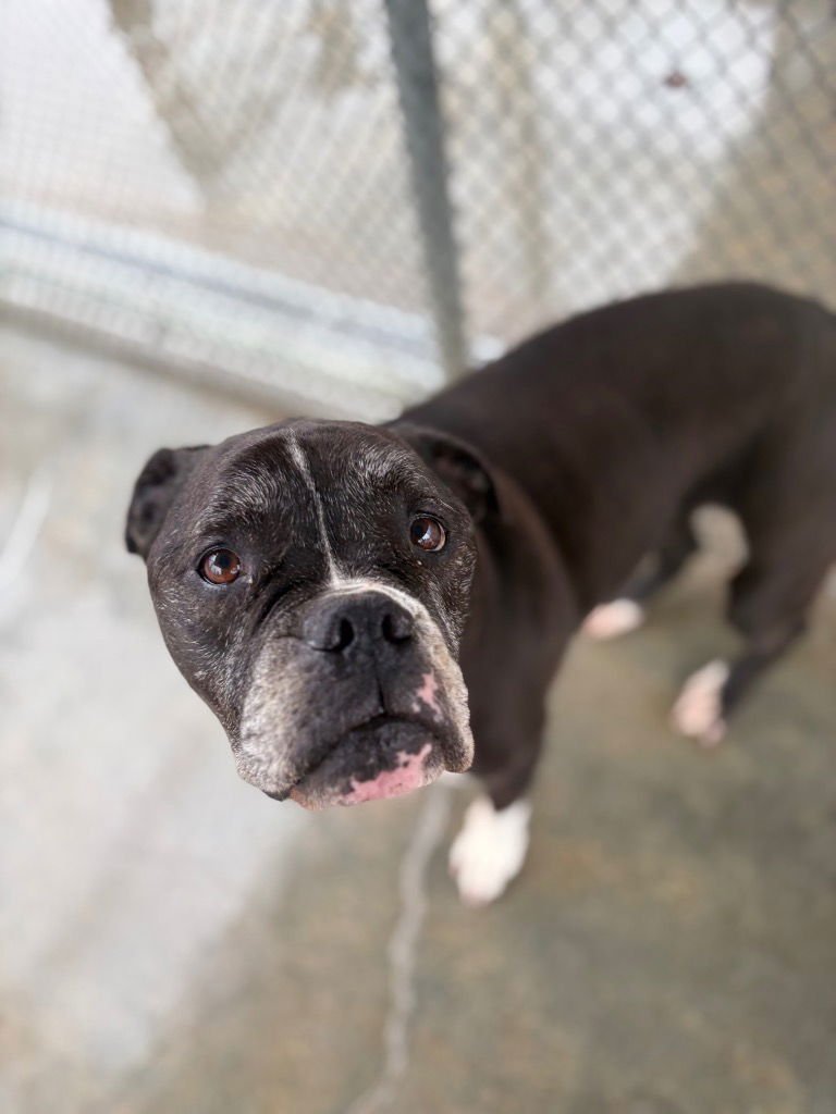 PEPPER - American Bulldog available for adoption