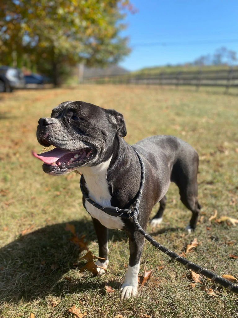 PEPPER - American Bulldog available for adoption