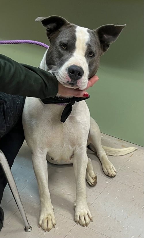 ANGEL - American Staffordshire Terrier / Boxer available for adoption