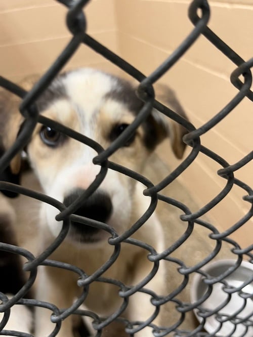 CHOMPER - Great Pyrenees / Terrier available for adoption