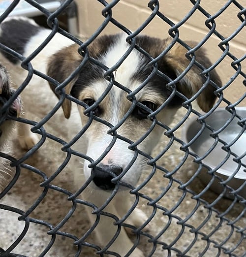 CHOMPER - Great Pyrenees / Terrier available for adoption