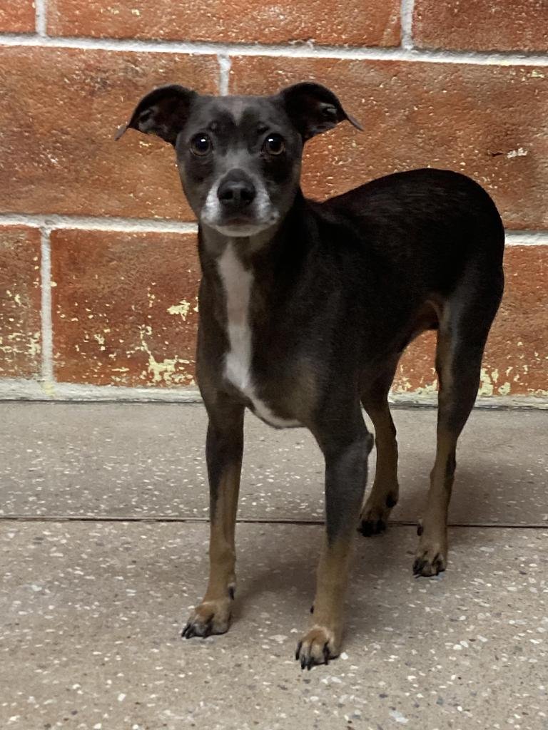 ACE - Miniature Pinscher / Jack Russell Terrier available for adoption