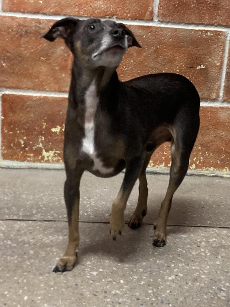 ACE - Miniature Pinscher / Jack Russell Terrier available for adoption