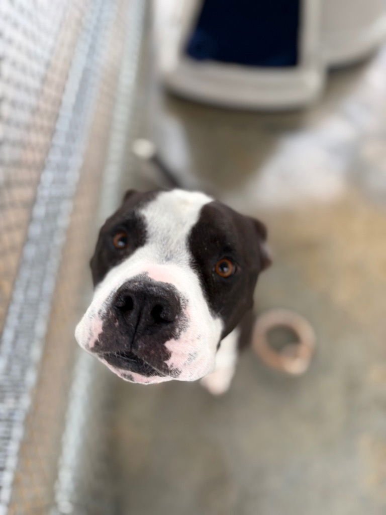 CHEECH - Terrier / Terrier available for adoption