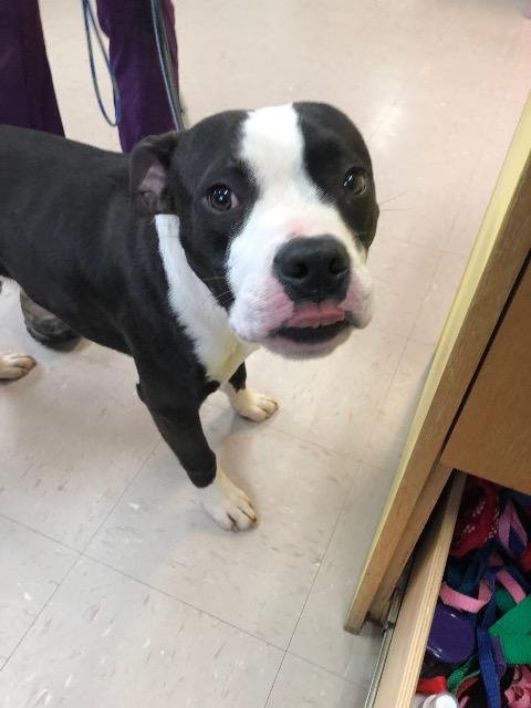 CHEECH - Terrier / Terrier available for adoption