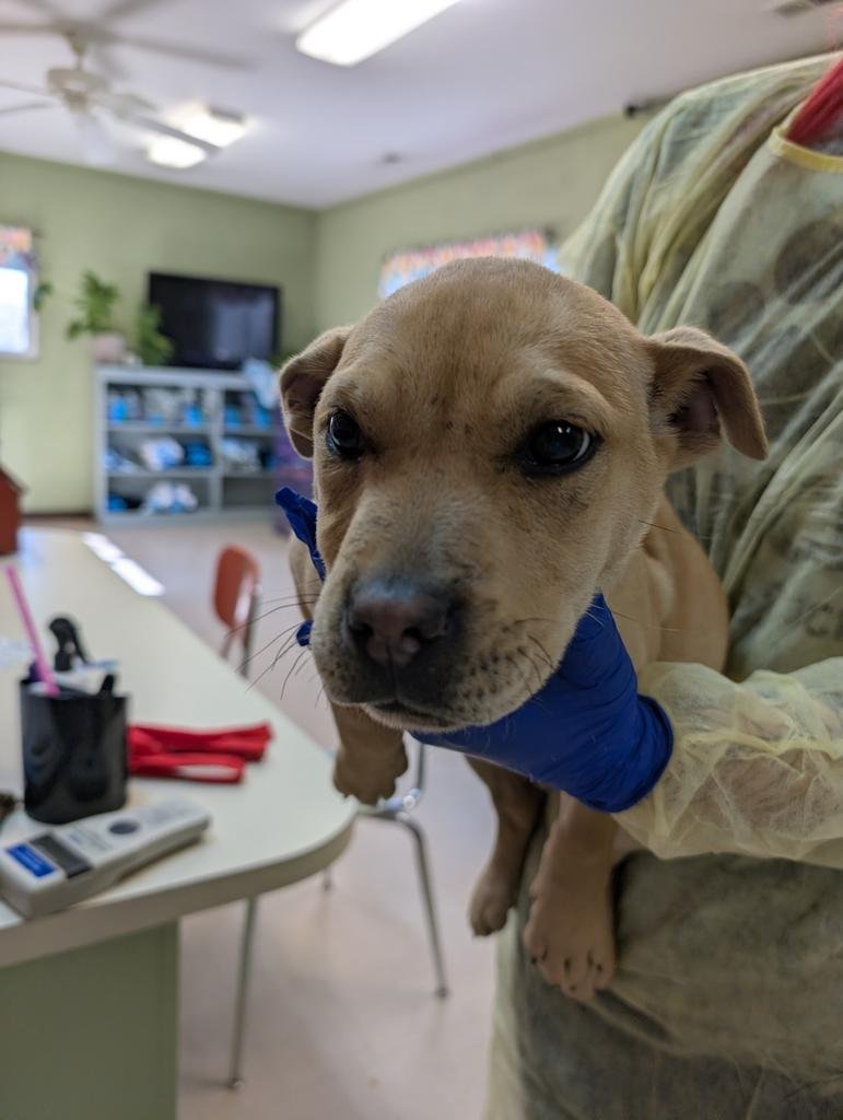 AUNT BEA - American Staffordshire Terrier available for adoption