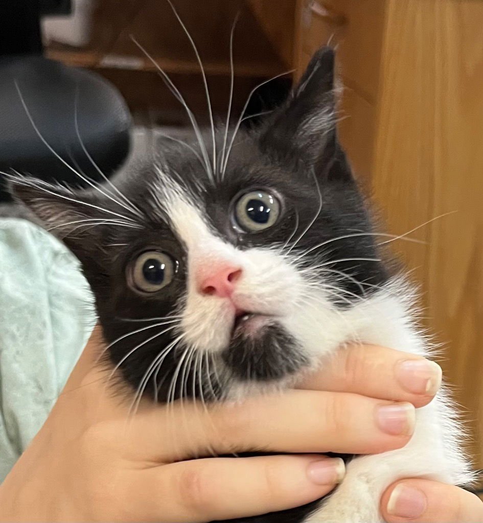 BAD BOY COBALT - Domestic Short Hair available for adoption
