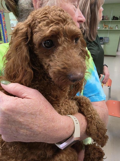 REBA - Poodle (unknown type) available for adoption