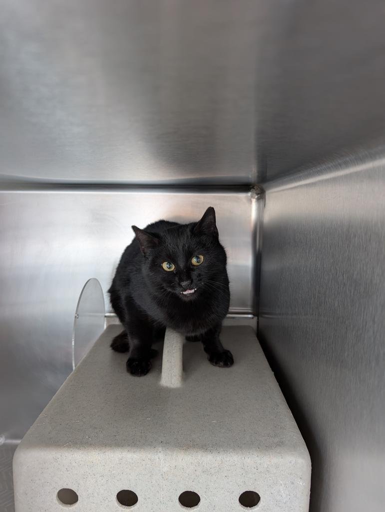 COBY - Domestic Short Hair available for adoption