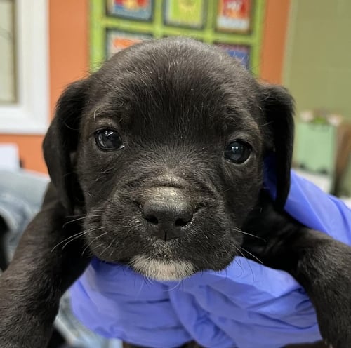 TROFIE - American Bulldog available for adoption