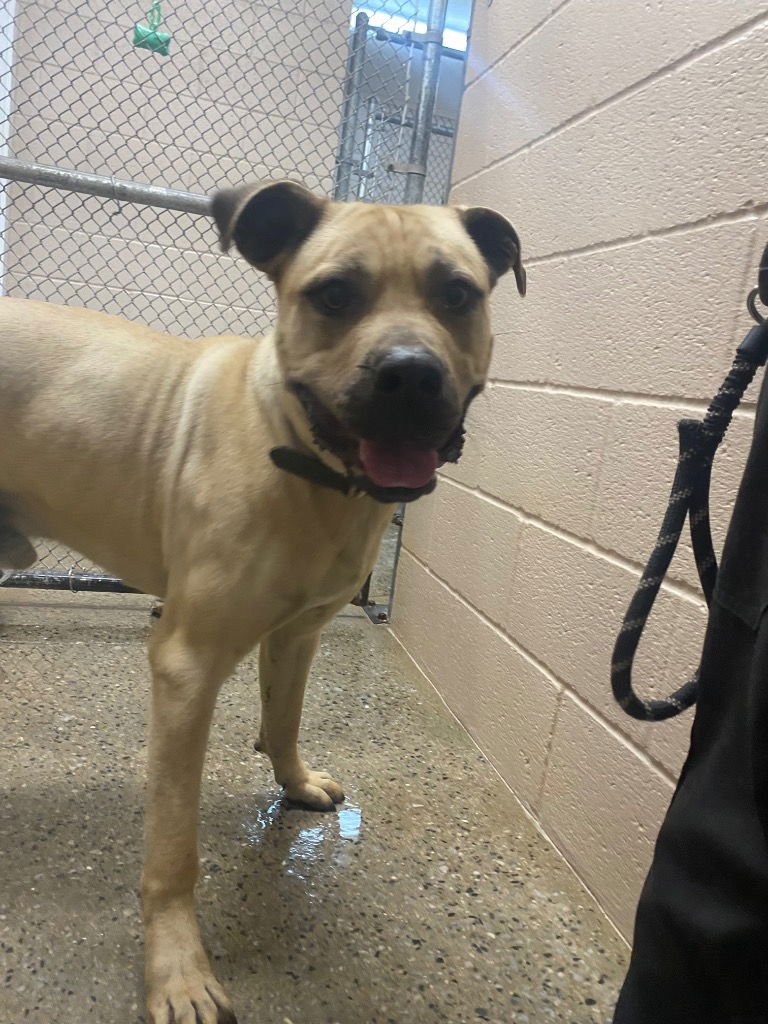 SARGE - Cane Corso Mastiff available for adoption