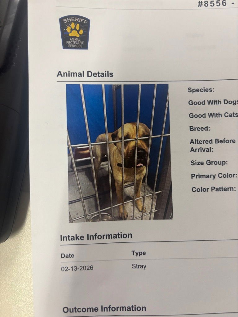 SARGE - Cane Corso Mastiff available for adoption